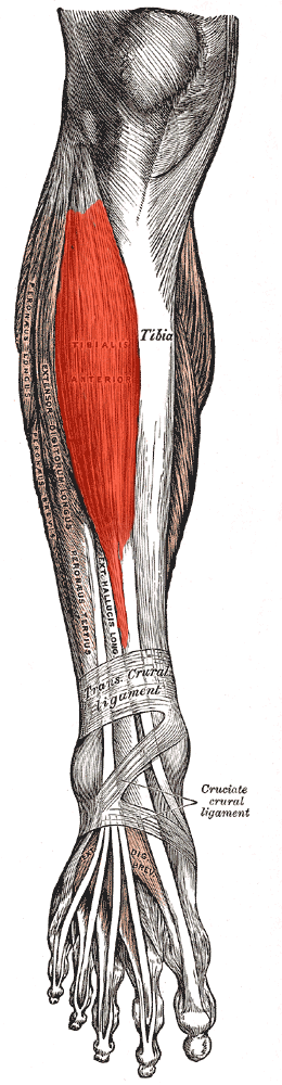 fit1824_tibialis_anterior_2.png