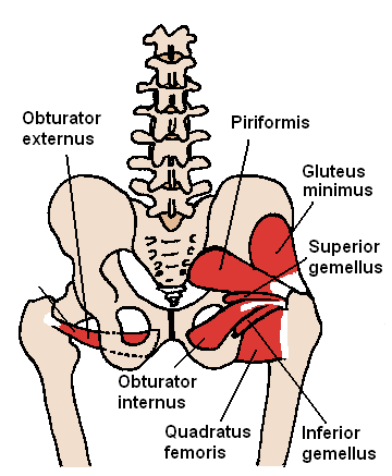 Physical Therapy in San Antonio for Back - Piriformis Syndrome